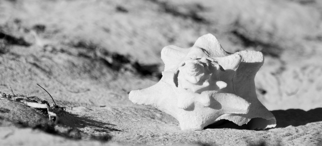 Sea Shell